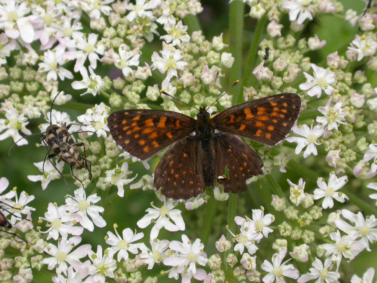 Image de Melitaea diamina