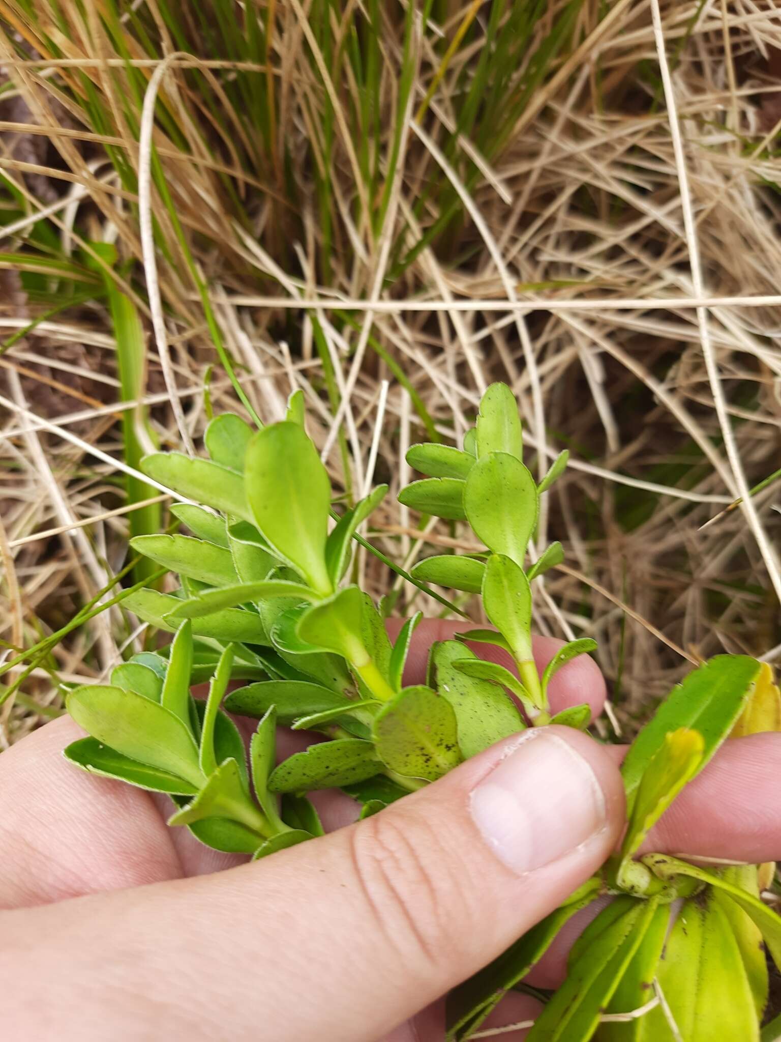 Image of Veronica benthamii Hook. fil.