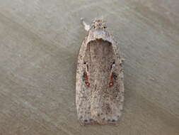 Image of Agonopterix ocellana Fabricius 1775