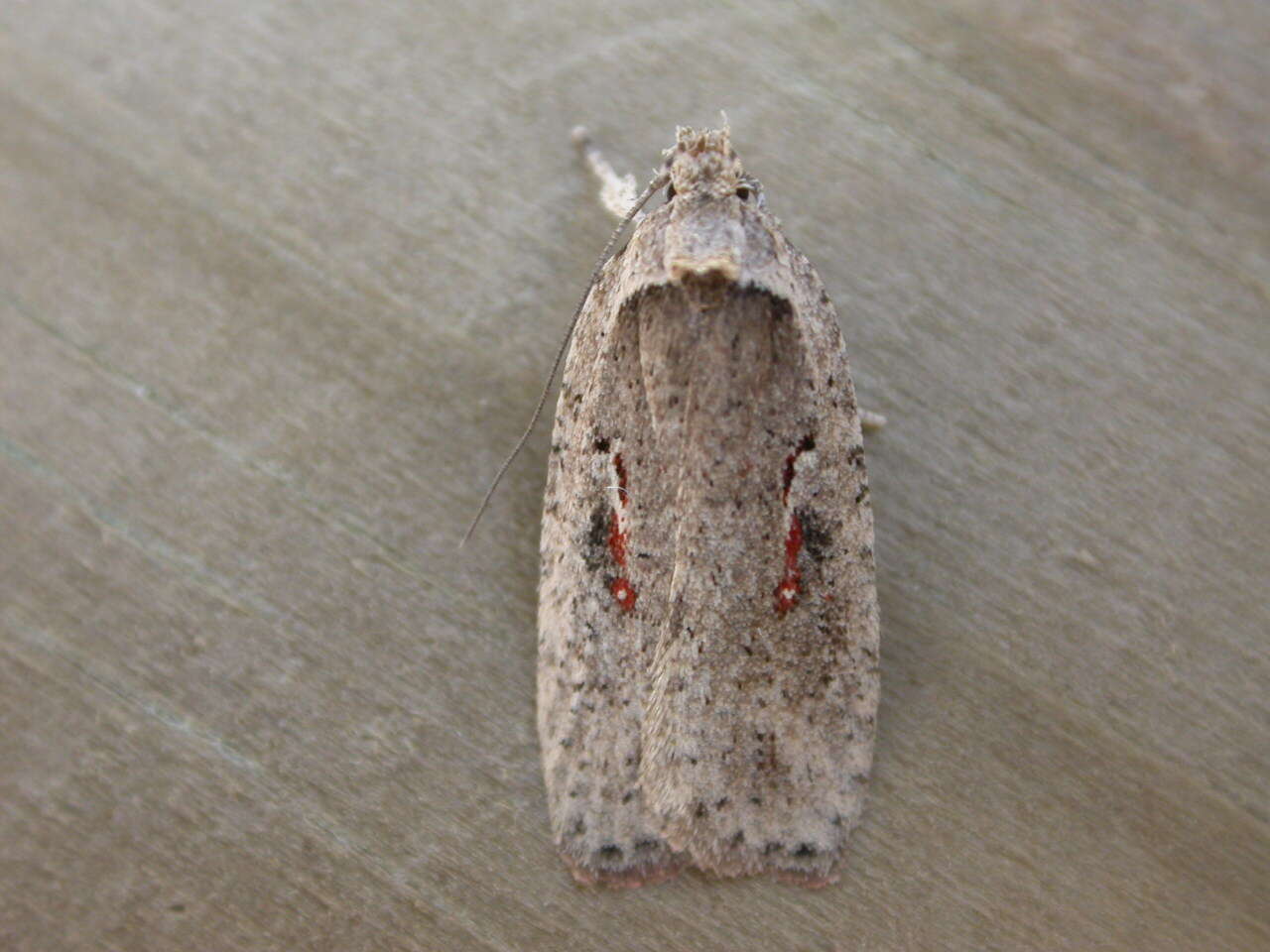 Image of Agonopterix ocellana Fabricius 1775