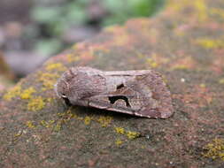 Orthosia gothica Linnaeus 1758 resmi