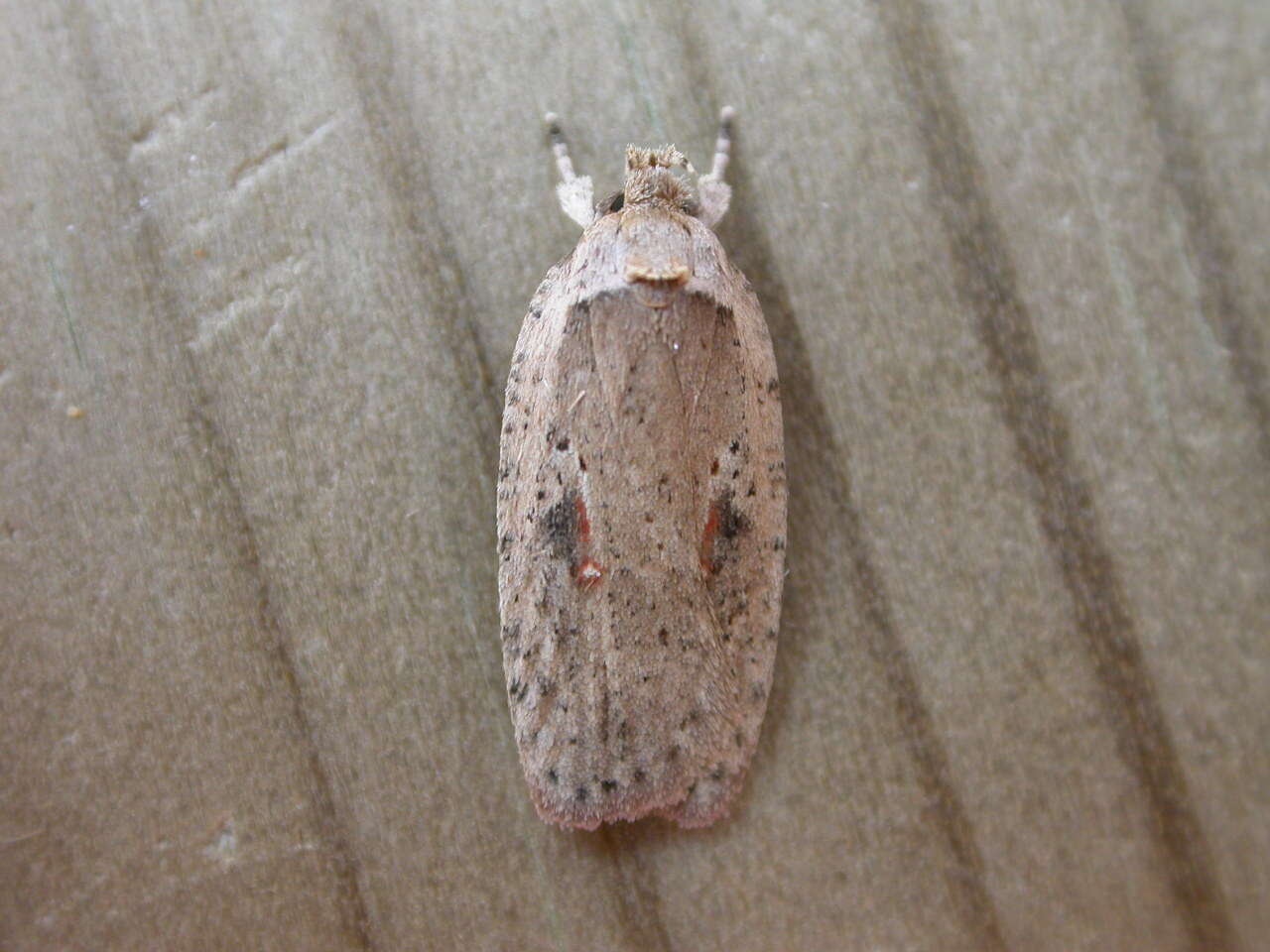 Imagem de Agonopterix ocellana Fabricius 1775