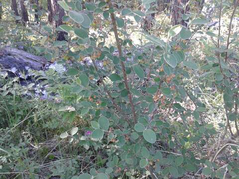 Imagem de Cotoneaster melanocarpus G. Loddiges