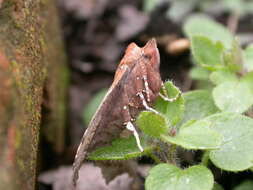 صورة Scoliopteryx Germar 1810