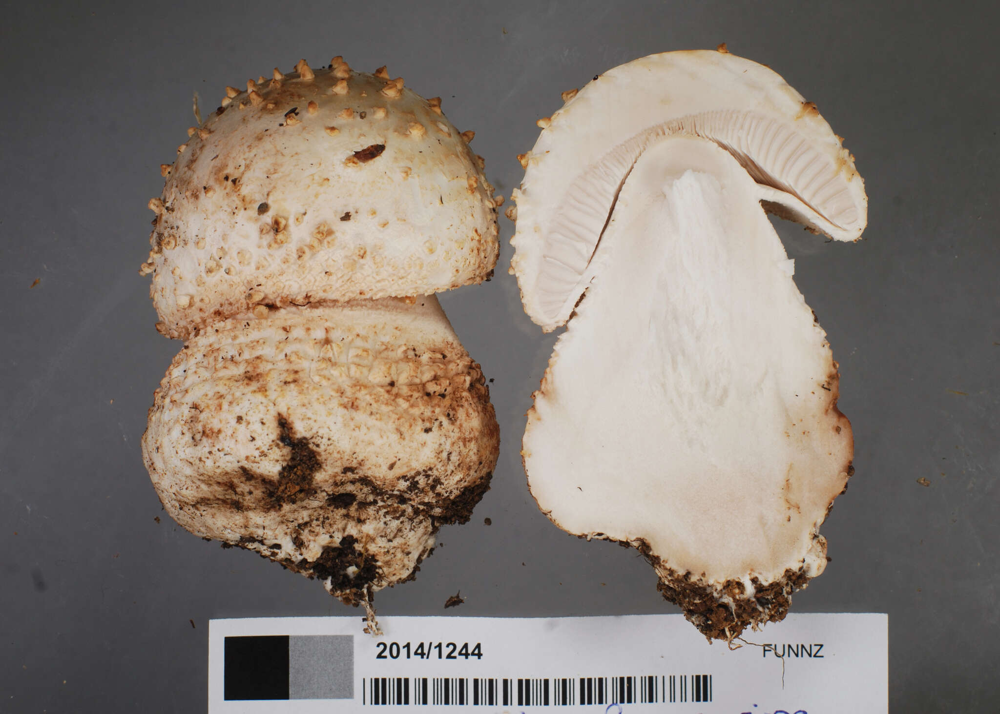 Image of Amanita pareparina G. S. Ridl. 1991