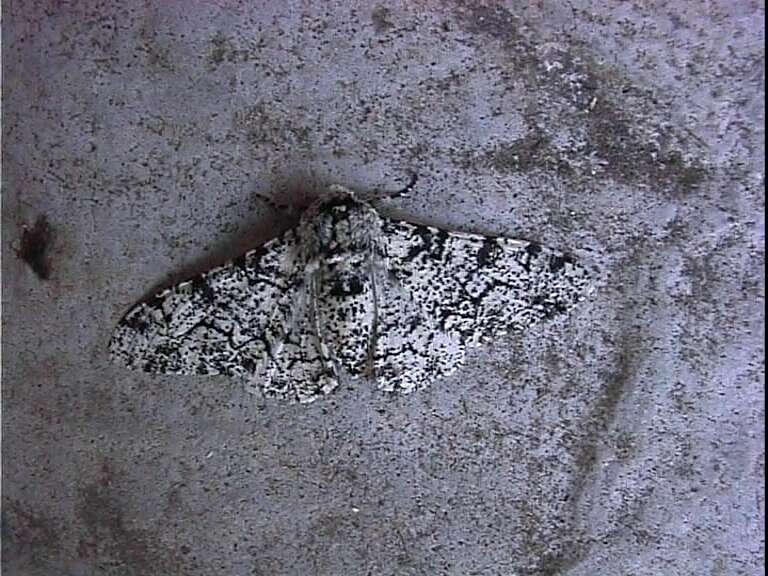 Image of peppered moth