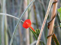 Ipomoea rubriflora O'Donell resmi