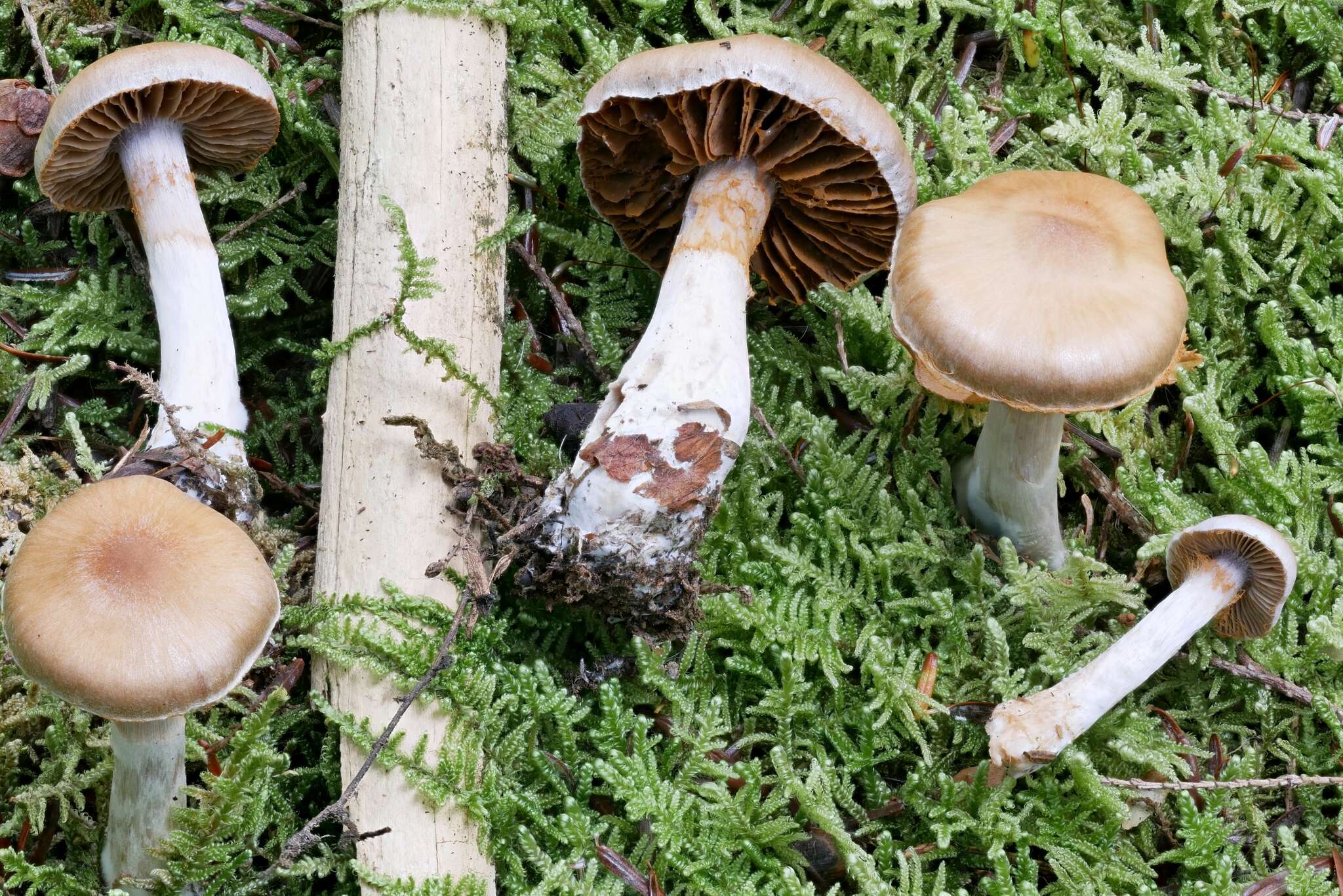 Image of Cortinarius argenteopileatus Nezdojm. 1983