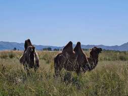 Image of Bactrian camel