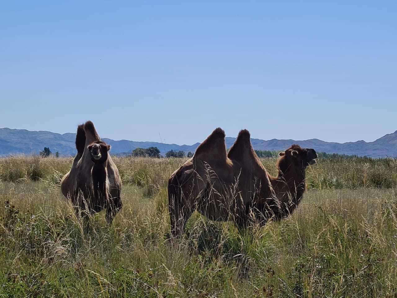 Image of Bactrian camel