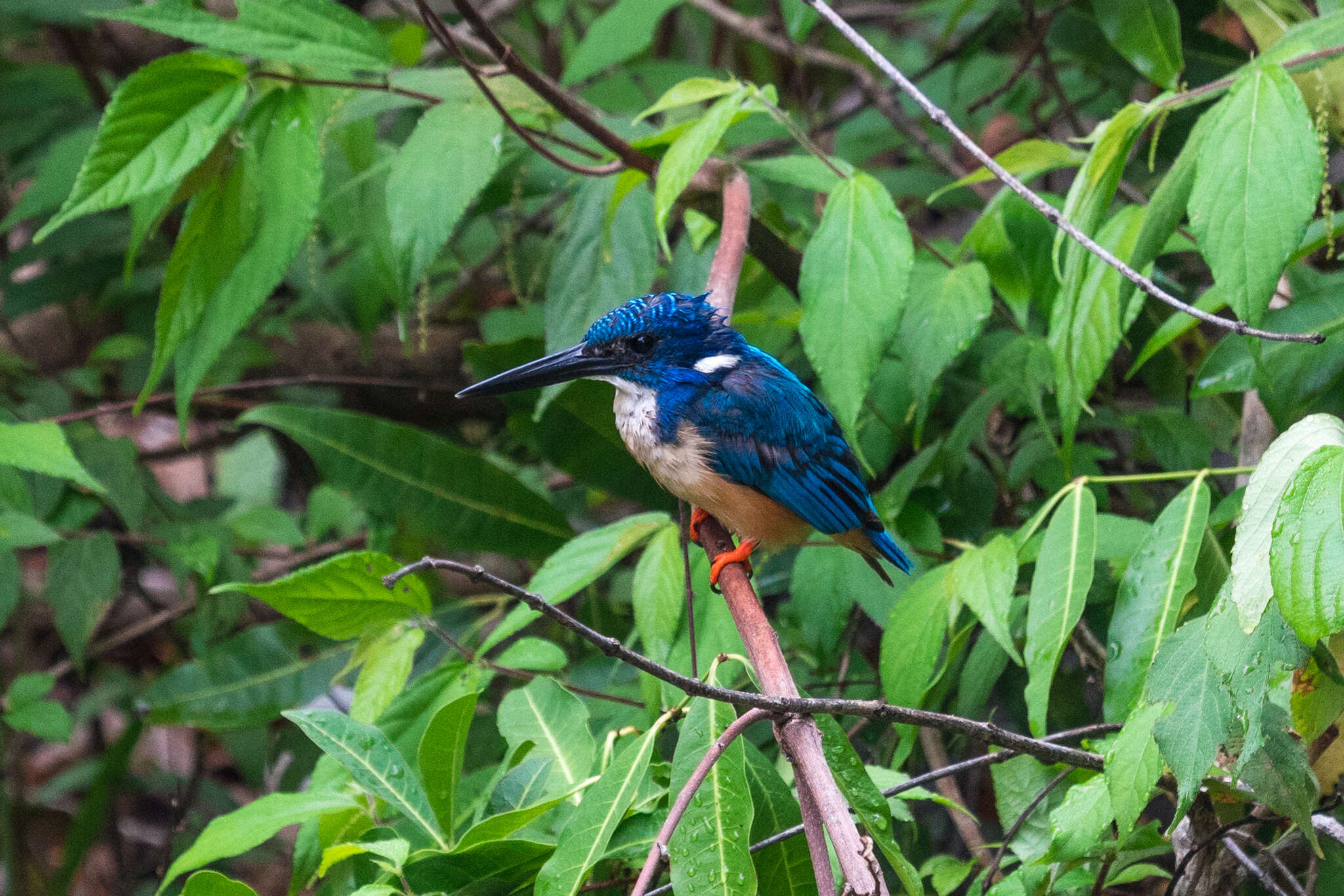 Image of Half-collared Kingfisher