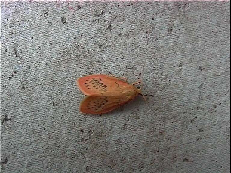 Image of rosy footman