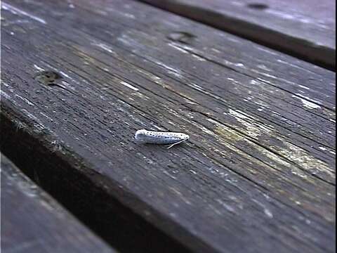 Image of Bird-cherry Ermine