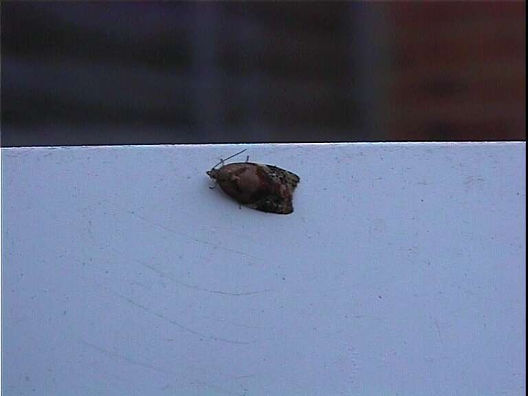 Image of red-barred tortrix