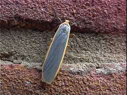 Image of common footman