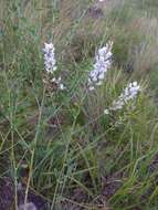 Image of Astragalus melilotoides Pall.