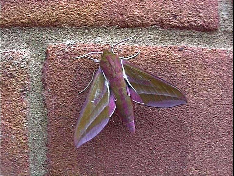 Image of elephant hawk-moth