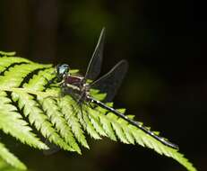 Image of Eusynthemis guttata (Selys 1871)