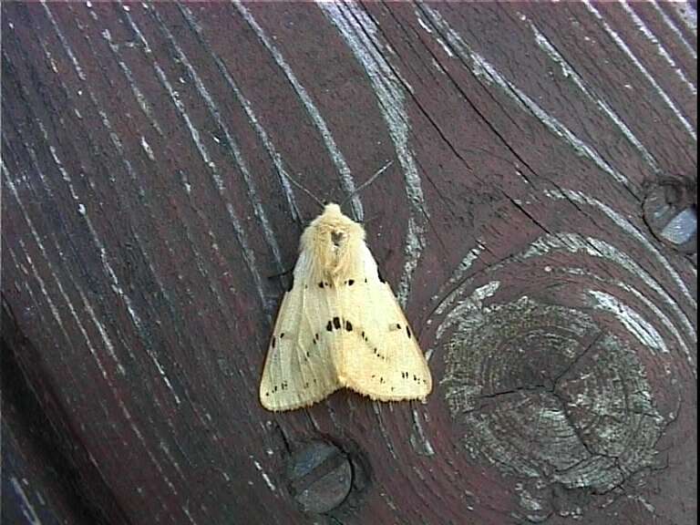 Spilosoma lutea Hüfnagel 1766 resmi