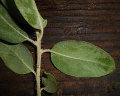 Image of hairy manzanita