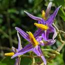 Image of Solanum subinerme Jacq.