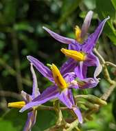 Image of Solanum subinerme Jacq.