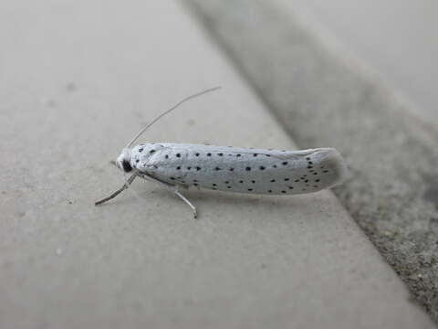 Image of Bird-cherry Ermine