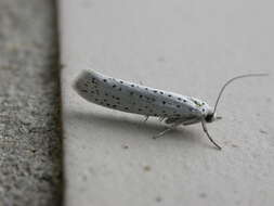 Image of Bird-cherry Ermine