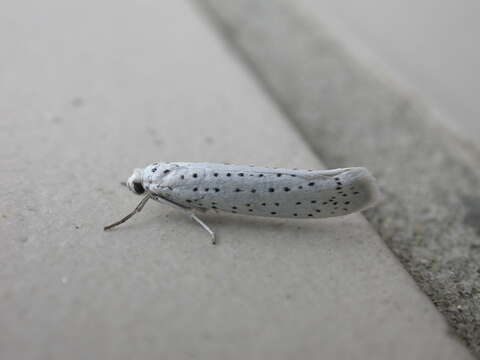 Imagem de Yponomeuta evonymella Linnaeus 1758