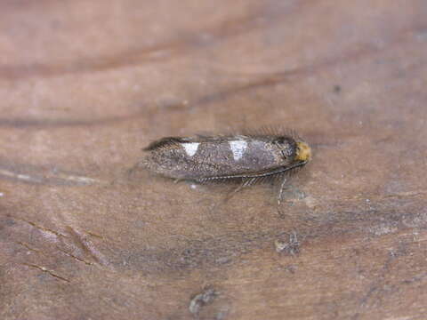 Image of Incurvaria masculella