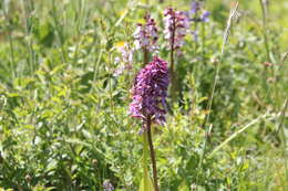 Image de Orchis hybrida (Lindl.) Boenn. ex Rchb.