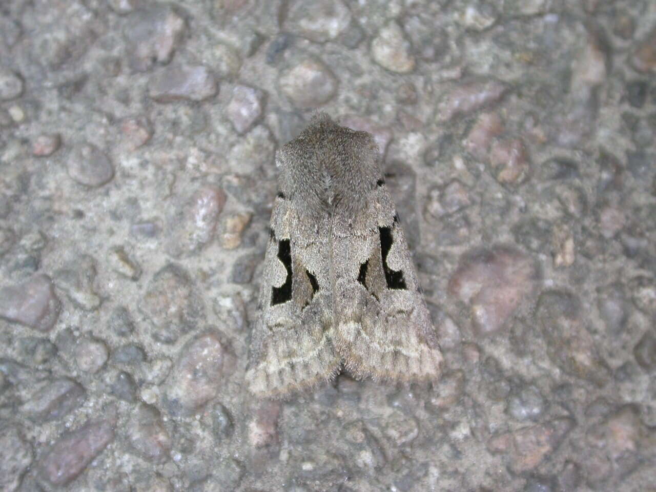 Orthosia gothica Linnaeus 1758 resmi