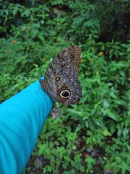 Imagem de Caligo brasiliensis minor Kaye 1904