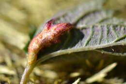 Image of nettle rust (fungus)