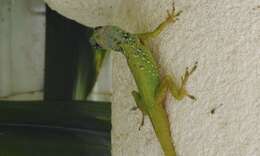 Image of Barbados anole