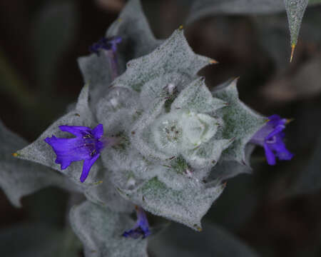 Imagem de Salvia funerea M. E. Jones