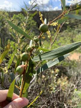 صورة Trichilogaster acaciaelongifoliae (Froggatt 1892)