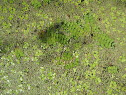 Image of floating watermoss