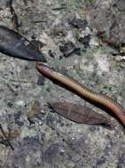 Image of Red Earth Centipede Snake