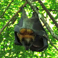 Image of Gray-headed Flying Fox