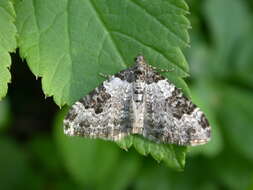 Image of garden carpet