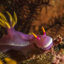 Plancia ëd Hypselodoris apolegma (Yonow 2001)