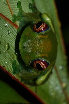 Image of Ankafana Bright-eyed Frog