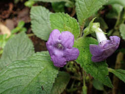 Image of Chrysothemis melittifolia