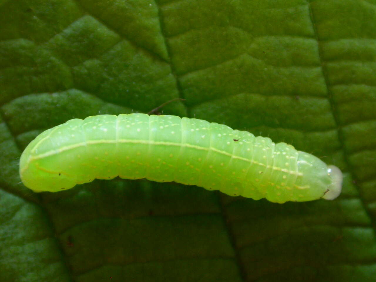 Image of copper underwing