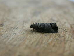 Image of codling moth