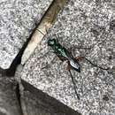 Image of Emerald cockroach wasp