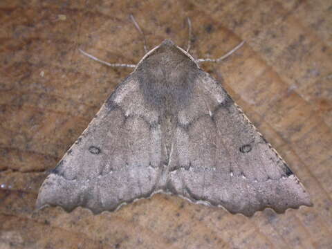 Image of scalloped hazel