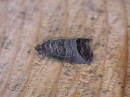 Image of codling moth