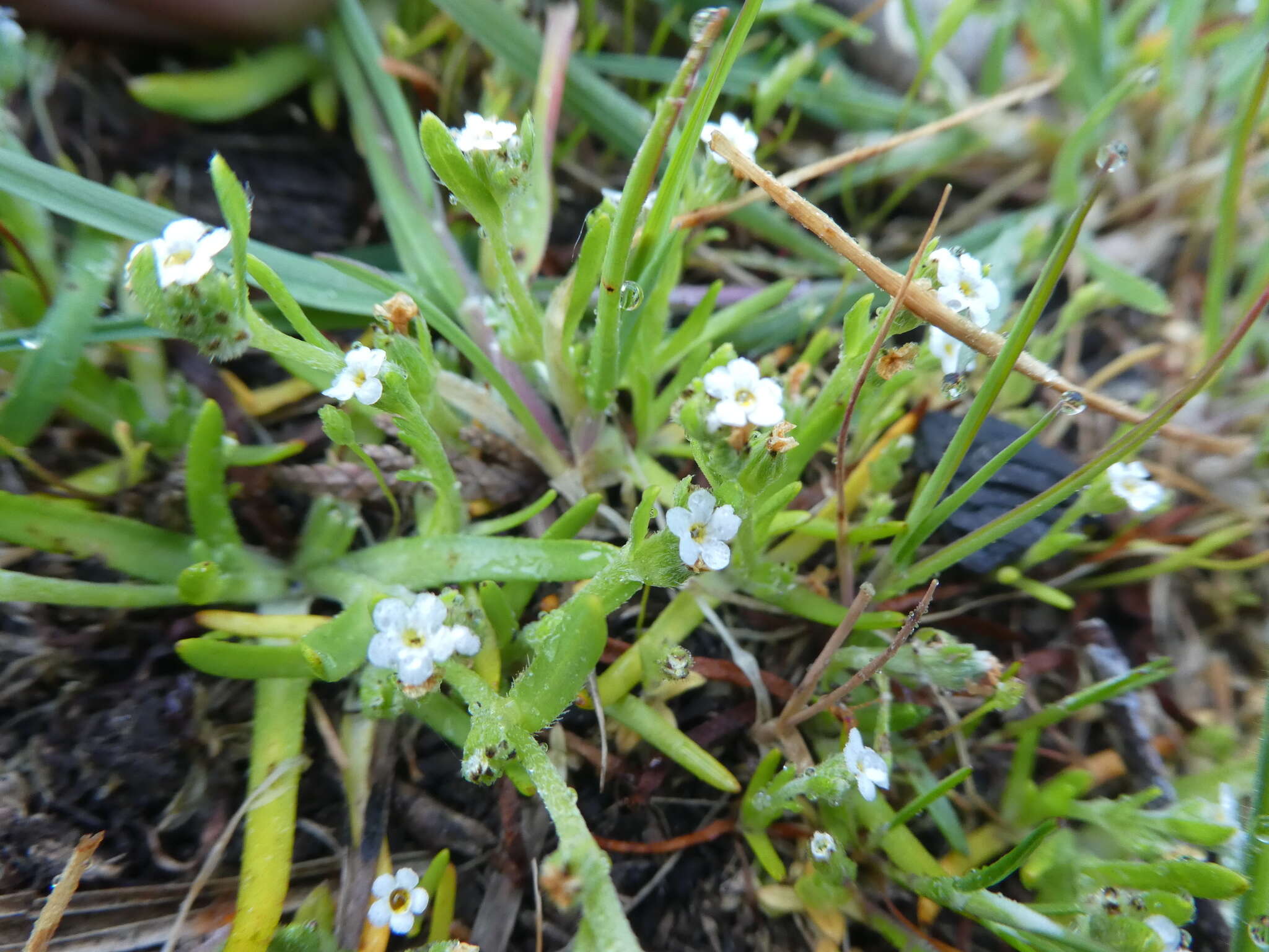 Plancia ëd Plagiobothrys scouleri (Hook. & Arn.) I. M. Johnst.